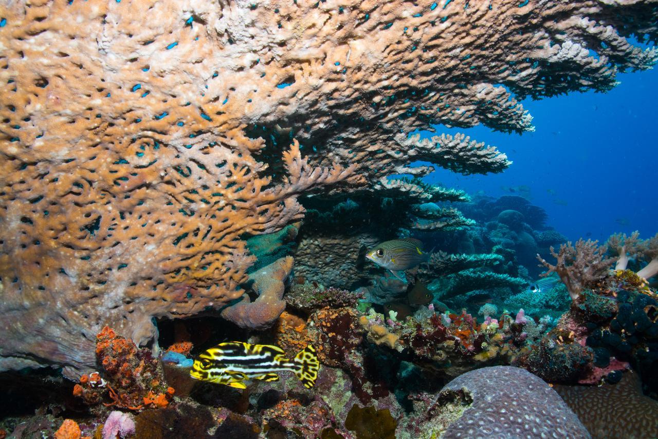 Gecko Nature Lodge Home Of Swahili Divers The Best Dive Center And Famous Gecko Restaurant Verani Exterior photo