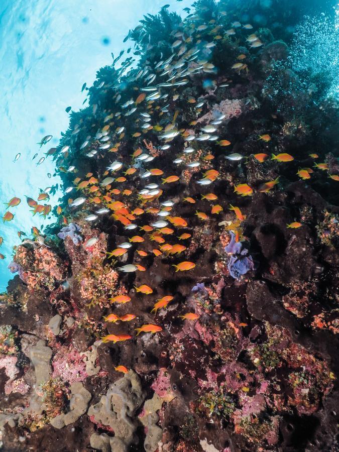 Gecko Nature Lodge Home Of Swahili Divers The Best Dive Center And Famous Gecko Restaurant Verani Exterior photo